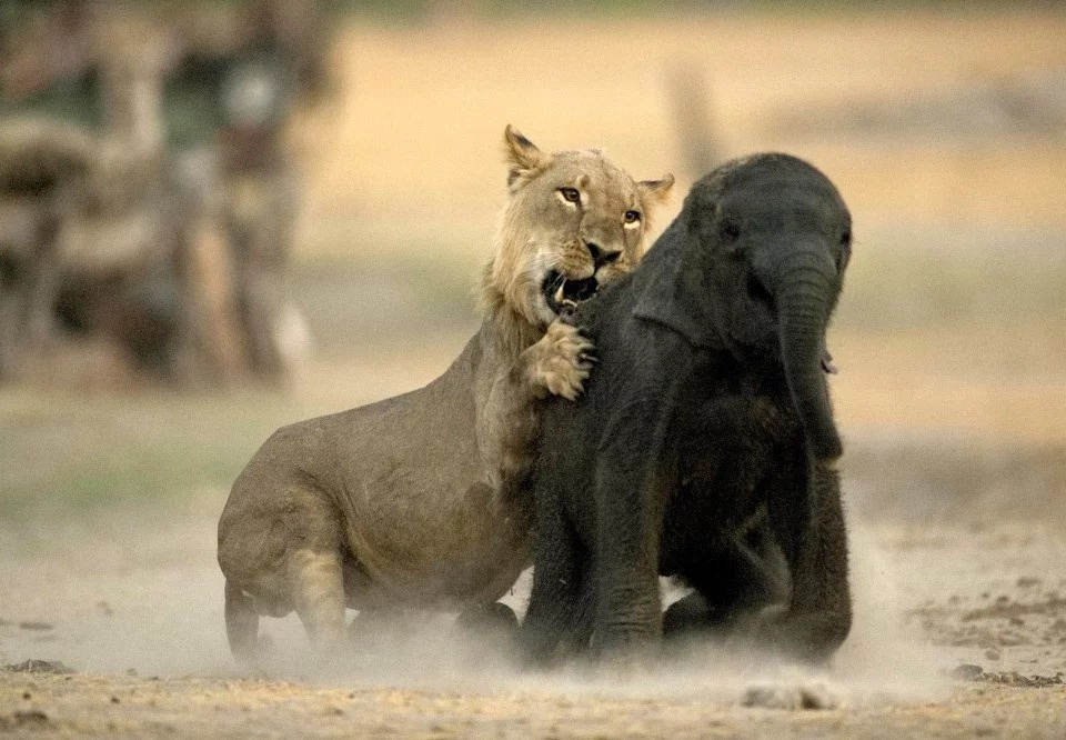 Heartbreaking photos of how a baby elephant became lionfood Heartbreaking photos of how a baby elephant became lionfood