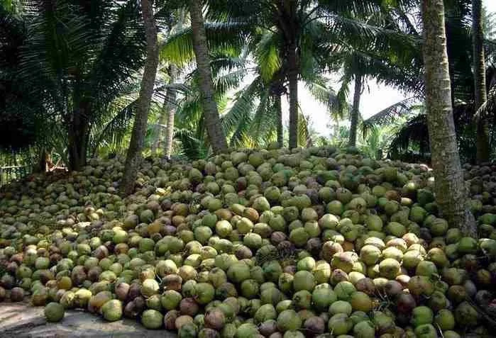 Probe on econ sabotage of China to RP coco industry sought Probe on econ sabotage of China to RP coco industry sought