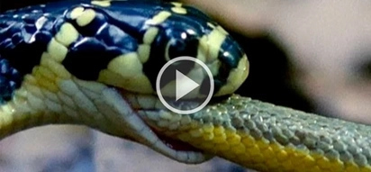 Insane footage of king cobra vs. water snake is the battle of the day