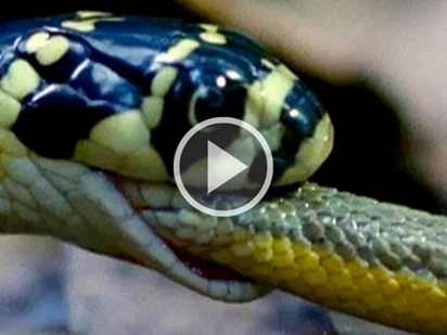 Insane footage of king cobra vs. water snake is the battle of the day