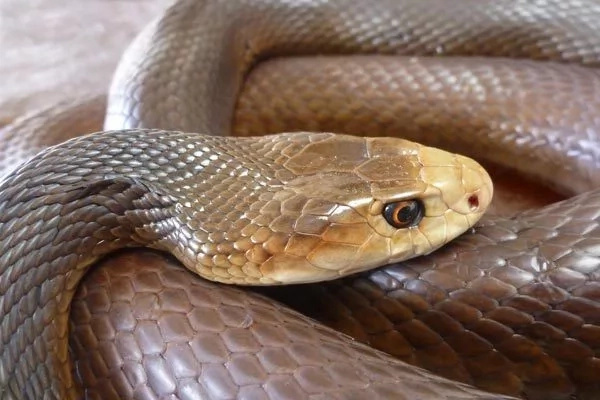 2-Year-Old Bitten Three Times By Deadly Snake, But We All Can Help This Toddler (Video) 2-Year-Old Bitten Three Times By Deadly Snake, But We All Can Help This Toddler (Video)