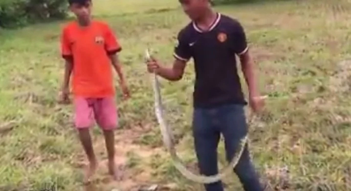 snake-clip snake-clip