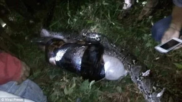 In a search for a missing neighbor, locals spotted a reticulated python. After killing this fattened monster they stop leaving their houses by night. In a search for a missing neighbor, locals spotted a reticulated python. After killing this fattened monster they stop leaving their houses by night.