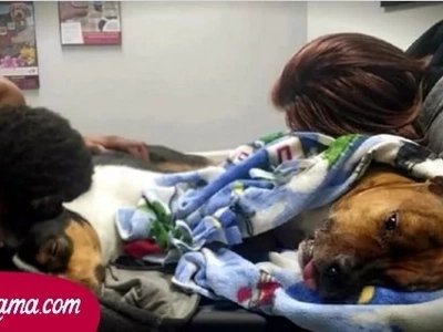 Primero, el perro se tambaleó, luego sus riñones dejaron de funcionar. Los médicos se horrorizaron con el diagnóstico