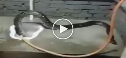 Nakakatakot na ahas! Scared Asians freak out after deadly giant snake came out of the toilet