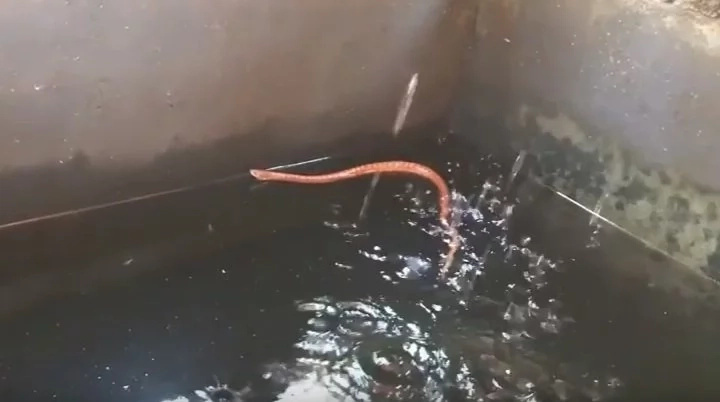 golden-snake golden-snake