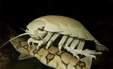 8 unbelievable sea monsters which live in deep-waters 8 unbelievable sea monsters which live in deep-waters