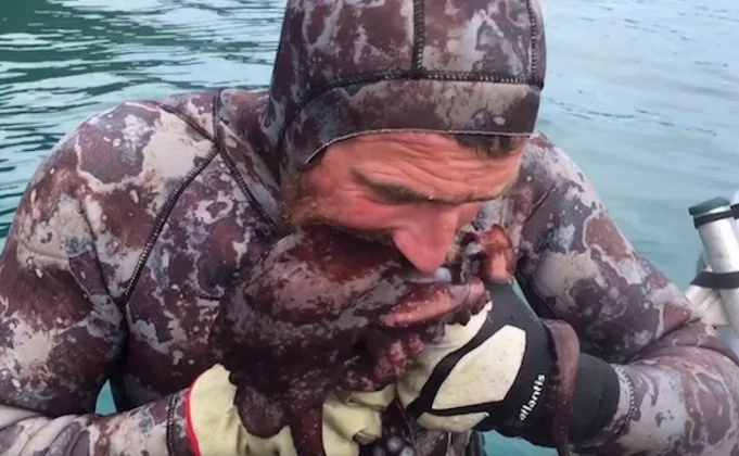 Сrazy New Zealander kills octopuses by biting them between the eyes