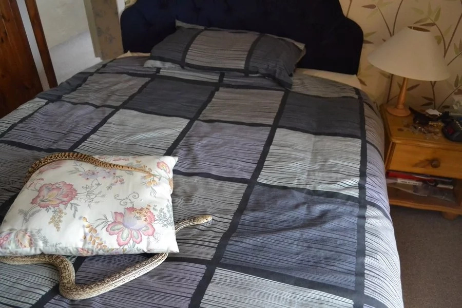 Man bites wife after being bitten by venomous snake Man bites wife after being bitten by venomous snake