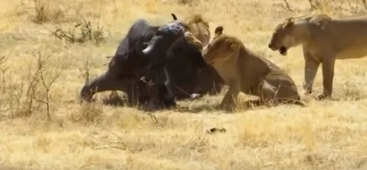 Stunning video compilation of wild animal attacks!