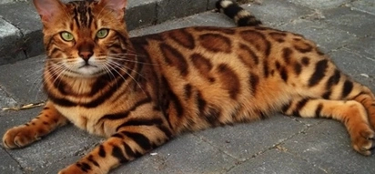 Meet the Bengal cat who looks just like a miniature tiger