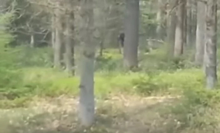 Mysterious Creatures Caught On TAPE — And Everyone Loses Their Sh*t Mysterious Creatures Caught On TAPE — And Everyone Loses Their Sh*t