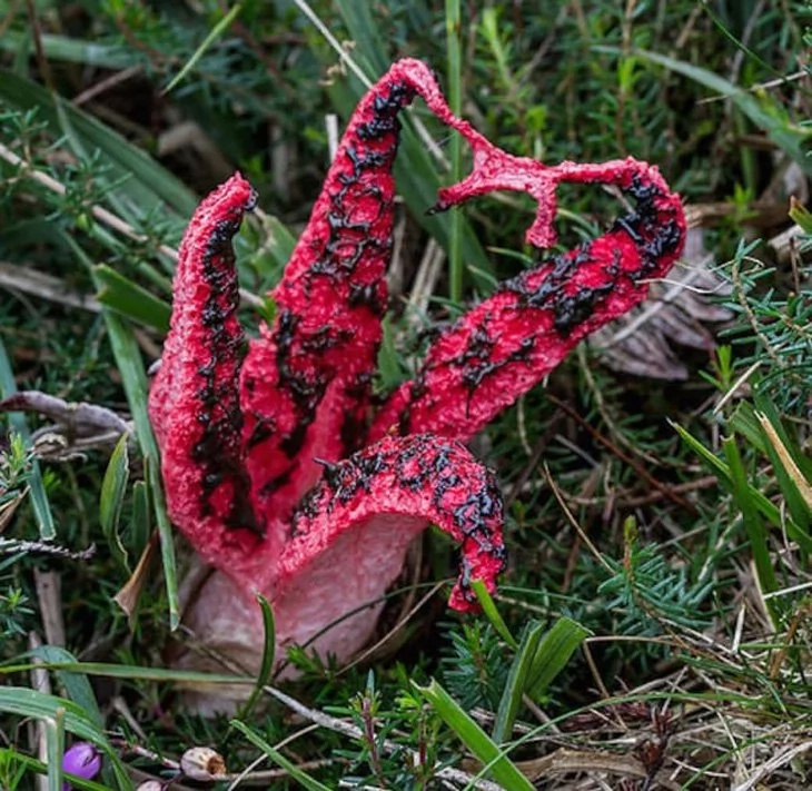 A strange egg was knocking around on the grass. Just take a look what pipped out of it! A strange egg was knocking around on the grass. Just take a look what pipped out of it!