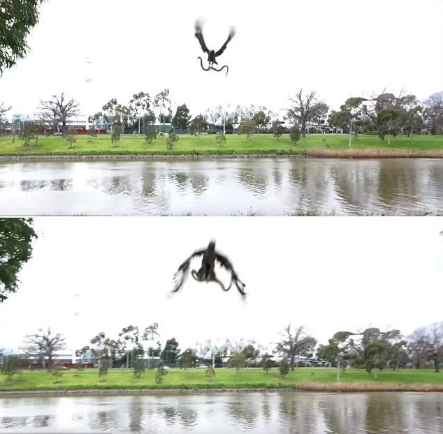 Is this some kind of hawk-snake special airborne forces? Is this some kind of hawk-snake special airborne forces?