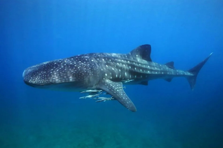 'Butanding' joins other animals in endangered species list 'Butanding' joins other animals in endangered species list