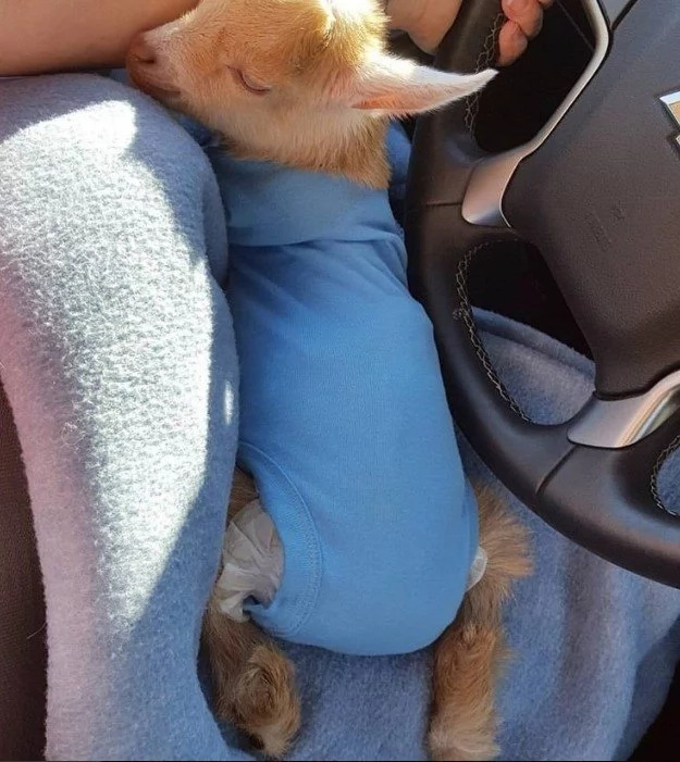 Goat Born Without Back Legs Finds The Perfect Mom To Raise Him Goat Born Without Back Legs Finds The Perfect Mom To Raise Him