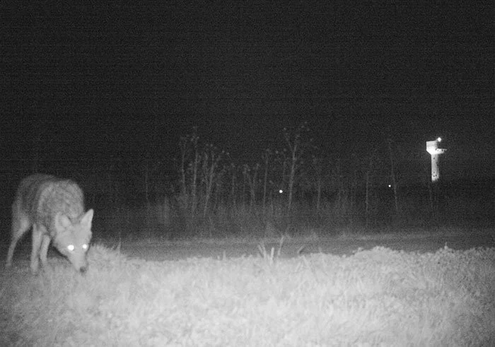 Police camera finds a host of strange creatures at national park Police camera finds a host of strange creatures at national park