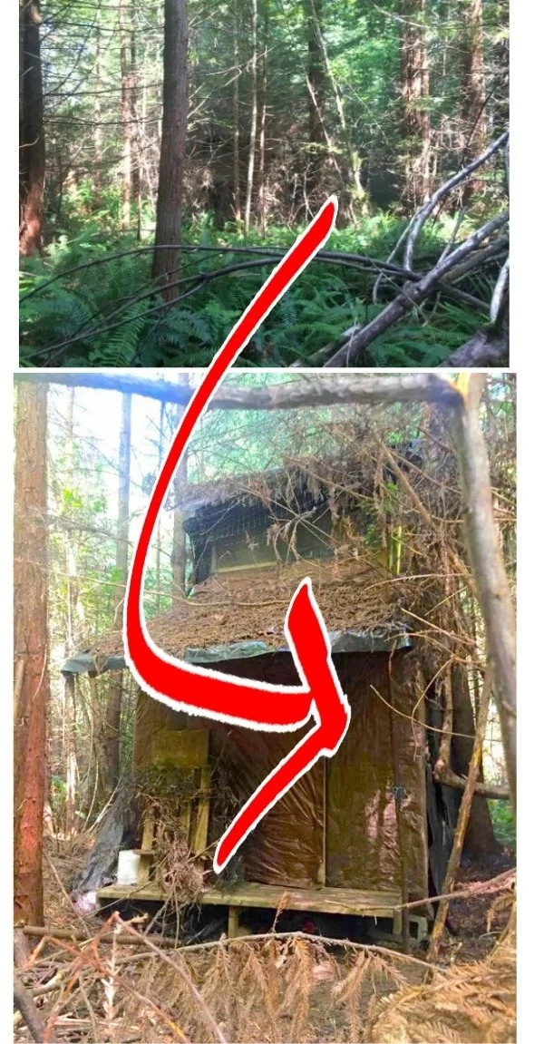A squatter builds a remarkable shelter in a forest but evades all human contact A squatter builds a remarkable shelter in a forest but evades all human contact