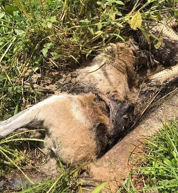 Greedy 6-meter python SUFFOCATES to death after trying to swallow wallaby whole (photos)