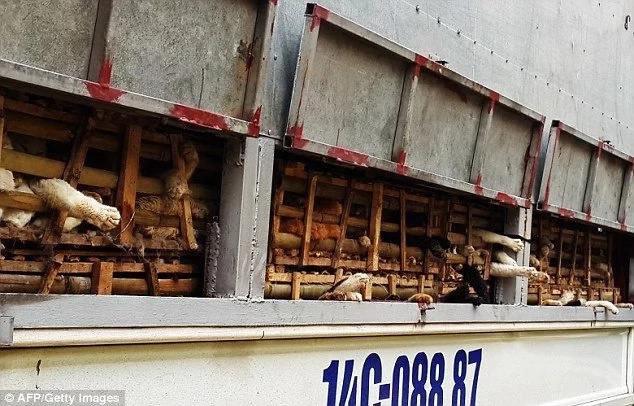 Il camion era pieno di gabbie piene di gatti spaventati. Improvvisamente i poliziotti lo fermano e guardano dentro