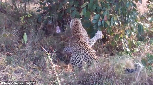 Angry leopard takes on python in deadly death fight - who wins (photos ...