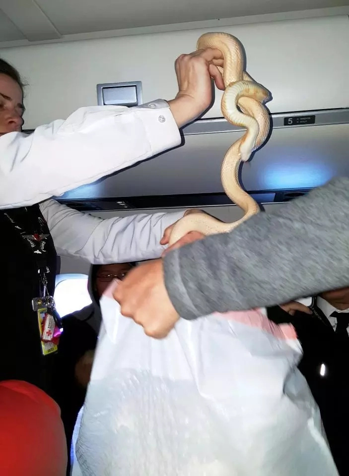 Snake boards plane! Passengers in Alaska-bound plane horrified after toddler finds snake enjoying its flight in a corner (photos) Snake boards plane! Passengers in Alaska-bound plane horrified after toddler finds snake enjoying its flight in a corner (photos)