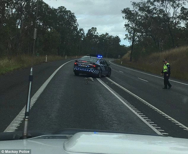 I Bet Policeman Never Stopped Traffic Because Of This... BEFORE (Video) I Bet Policeman Never Stopped Traffic Because Of This... BEFORE (Video)