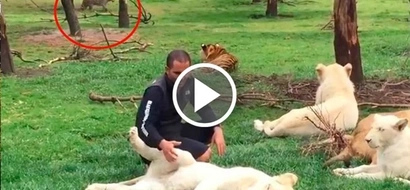Amazing video of heroic tiger saving a zookeeper from being eaten by leopard