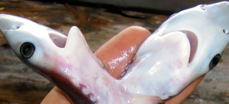 WTF: More 2-Headed Sharks Found! WTF: More 2-Headed Sharks Found!