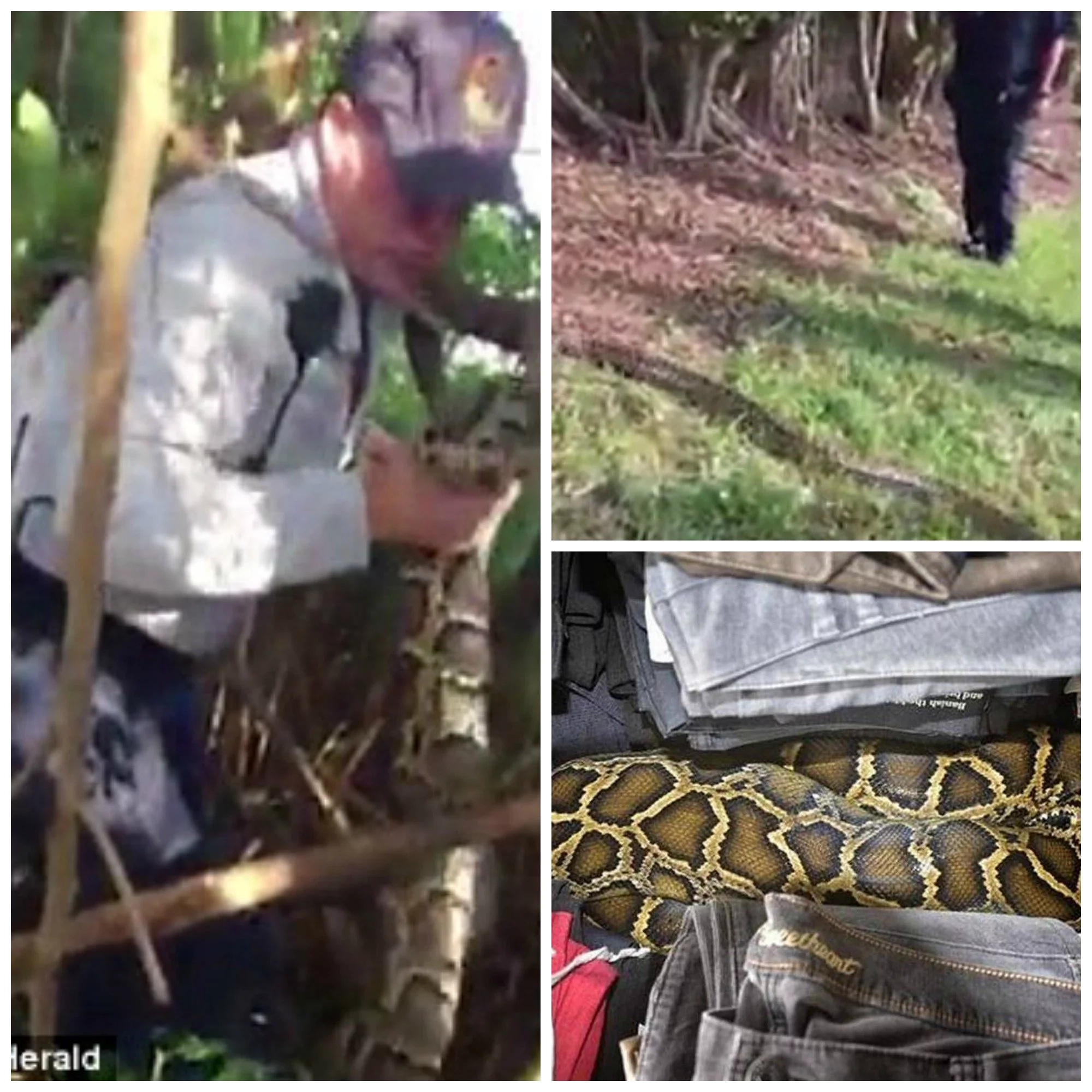 See man grappling with 3 meter PYTHON on the loose near school (photos, video)