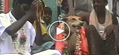 This 31-year-old man married female dog