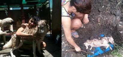 Famous adopted 'zombie dog' with amazing transformation passed away