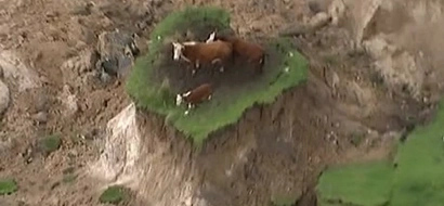 Hindi pa namin panahon mga bes! Farmer rescues 3 stranded cows that survived NZ 7.8 magnitude quake