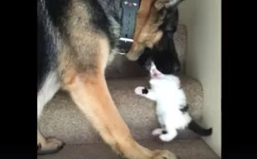 VIDEO: Big dog ‘eats’ a little kitten VIDEO: Big dog ‘eats’ a little kitten