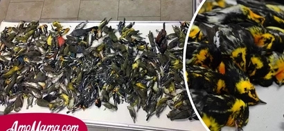 Los policías se sorprendieron de encontrar a casi cuatrocientos pájaros muertos en el suelo, asesinados por una razón muy estúpida