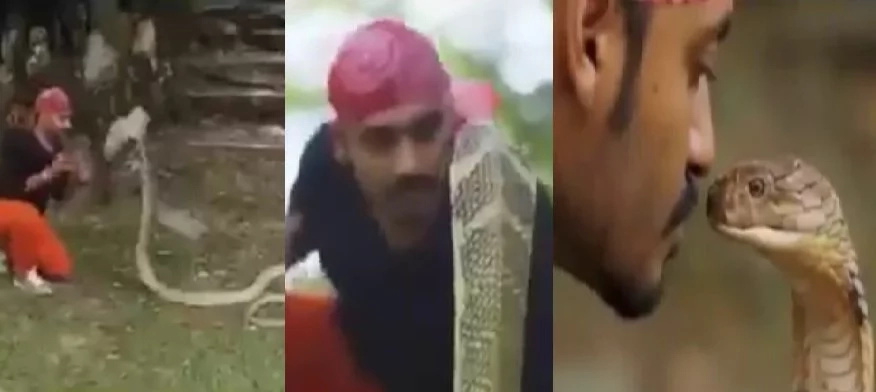 Indian man kisses a deadly King Cobra on the lips Indian man kisses a deadly King Cobra on the lips