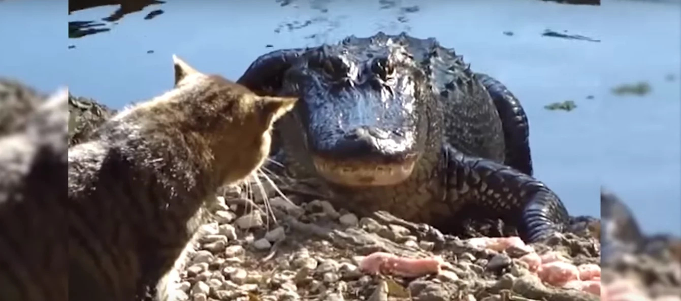 Home Cat Came Face To Face With A Deadly Snake, WATCH What He Gets In Return Home Cat Came Face To Face With A Deadly Snake, WATCH What He Gets In Return