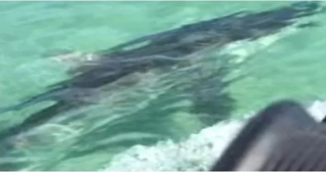 Shark Attack? This Couple On A Jet Ski Come Daringly Close Shark Attack? This Couple On A Jet Ski Come Daringly Close