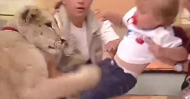 Lion attacks a little baby on Mexican TV in shocking footage Lion attacks a little baby on Mexican TV in shocking footage