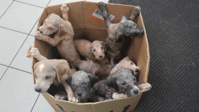 A Box Full Of Puppies Abandoned On A Busy Highway Hang On To Life A Box Full Of Puppies Abandoned On A Busy Highway Hang On To Life