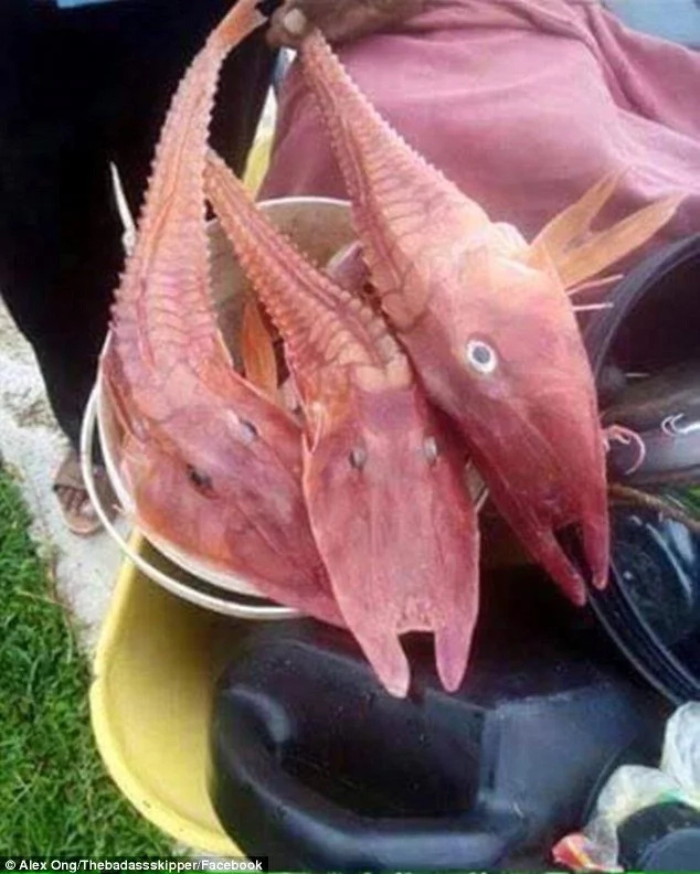 Fishermen catch freaky looking fish Fishermen catch freaky looking fish