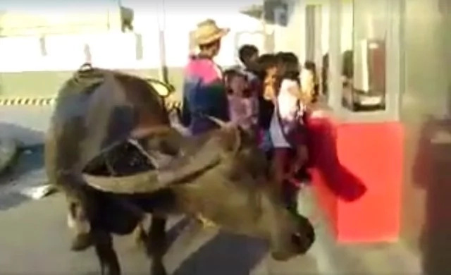 Pinoy uses his carabao to order in a fastfood's drive thru Pinoy uses his carabao to order in a fastfood's drive thru