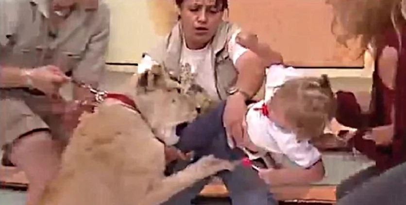 Lion pounces on baby on this Mexican show Lion pounces on baby on this Mexican show