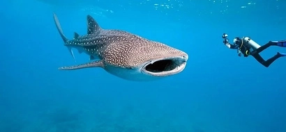 PHOTOS: Gentle giant ‘butanding’ declared as endangered species