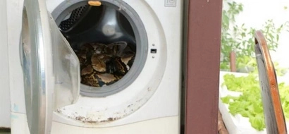 4 Meter Long Python Made A Man's Washing Machine Its New Home
