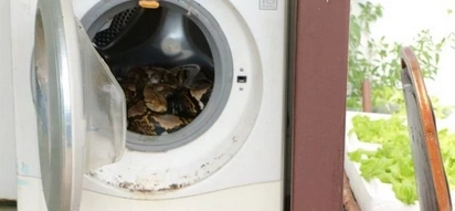 4 Meter Long Python Made A Man's Washing Machine Its New Home