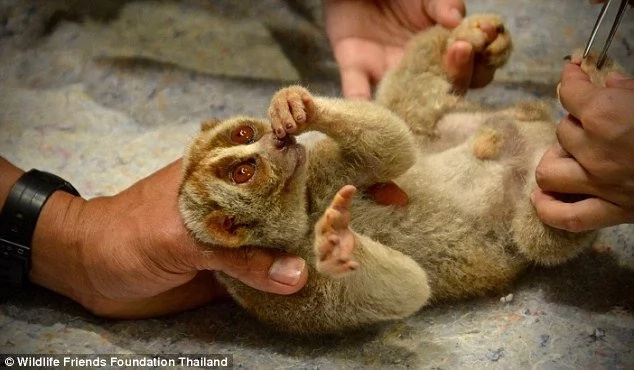 This is how cruel businessmen torture animals before you can get cute selfie in Thailand This is how cruel businessmen torture animals before you can get cute selfie in Thailand