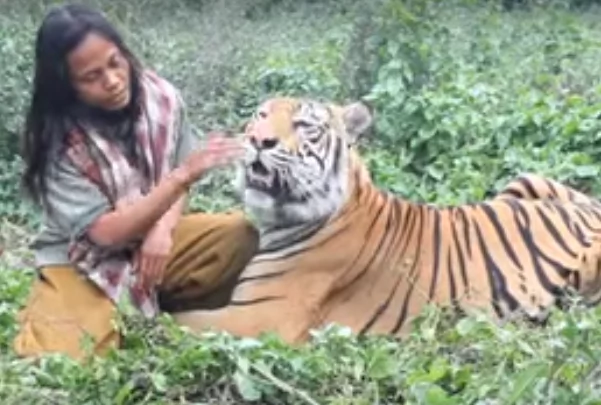 This courageous man is called the 'Tiger Nanny.' He spends his day eating, playing, relaxing & caring for a 400-lb tiger This courageous man is called the 'Tiger Nanny.' He spends his day eating, playing, relaxing & caring for a 400-lb tiger