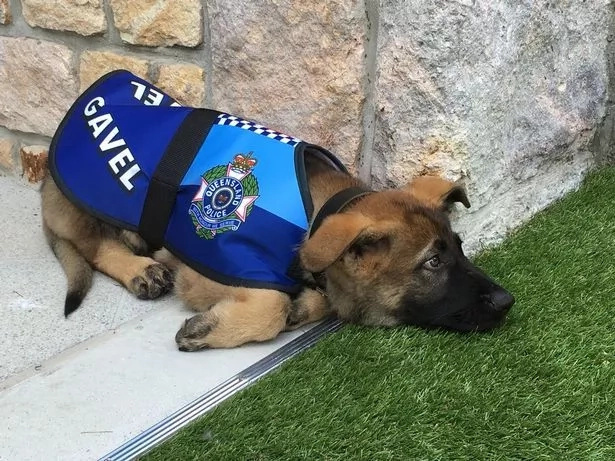 One-year old German Shepherd sacked from his job. Months later, he not only got a new job but became a social media star too! One-year old German Shepherd sacked from his job. Months later, he not only got a new job but became a social media star too!