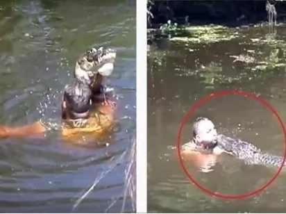 Tourist were surprised when their tour guide jumped into the water and feed the alligators through his mouth
